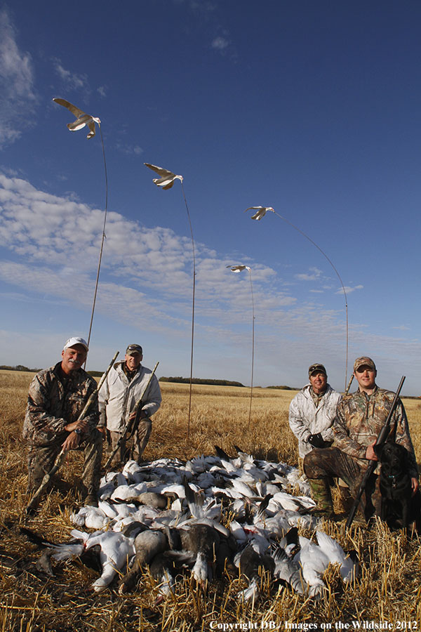 Snow goose hunters with bagged geese.