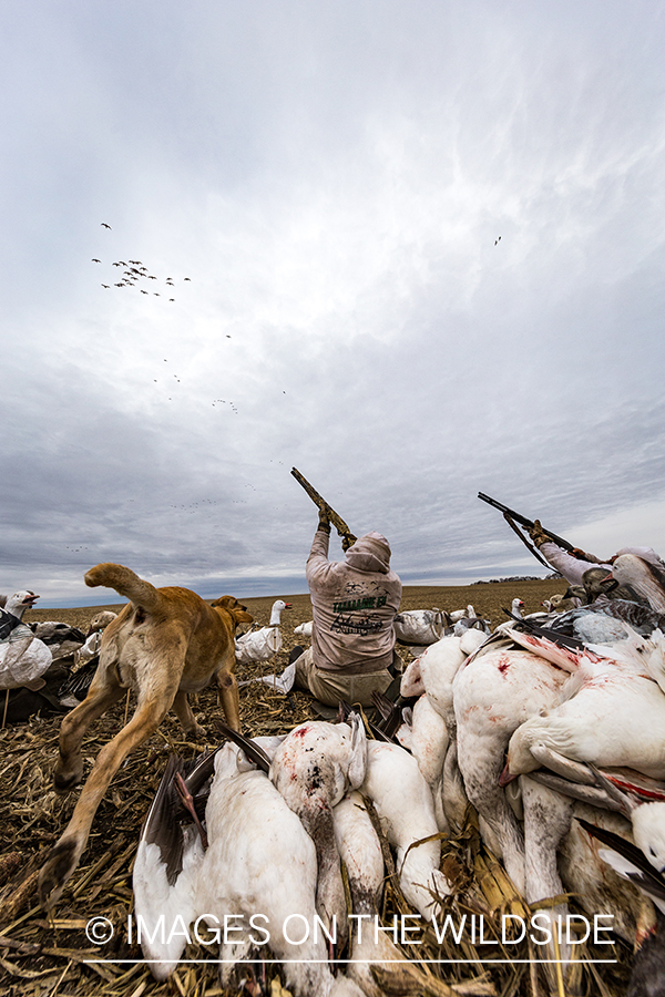 Hunters shooting geese.