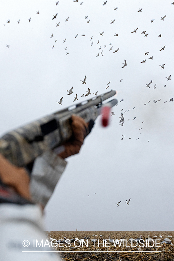 Hunters firing at snow geese.