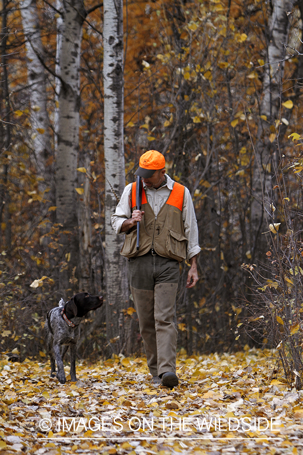 Pheasant hunter in field with Griffon Pointer.