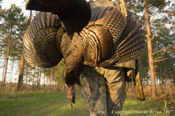 Turkey hunter in field with bagged bird