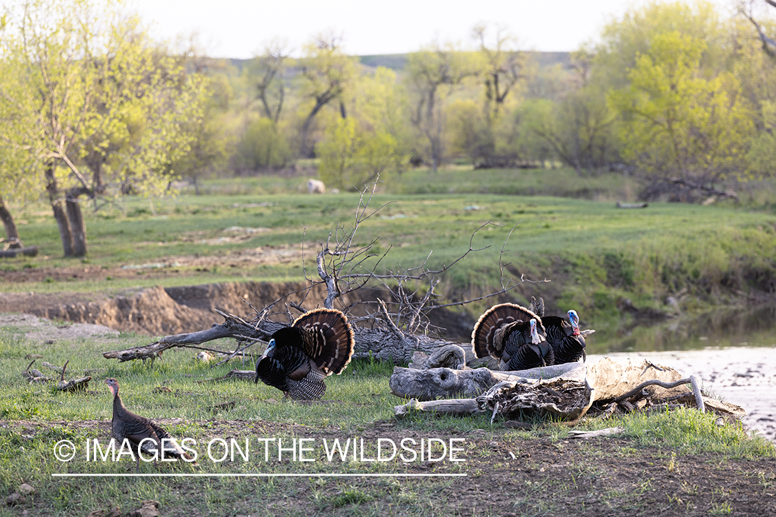 Merriam's turkey in habitat.