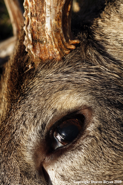 Hunter-Killed whitetail buck.