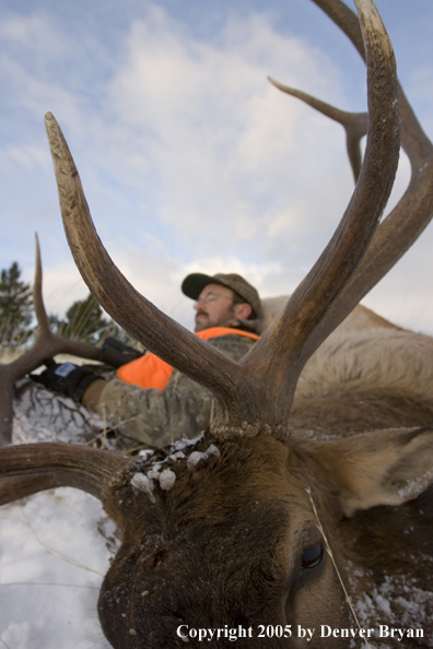 Elk hunter resting upon downed elk.