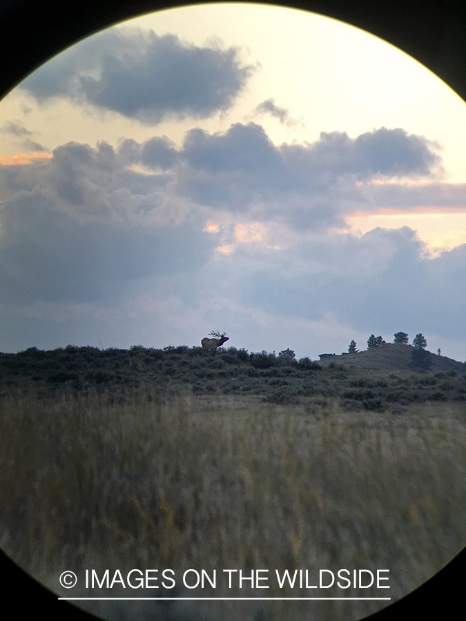 View of bull elk through spotting scope.