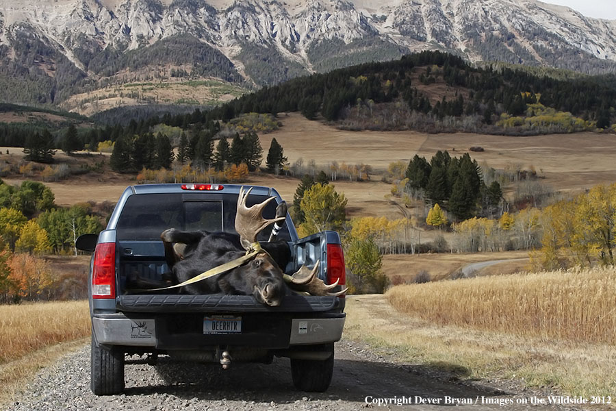 Downed bull moose in bed of truck.