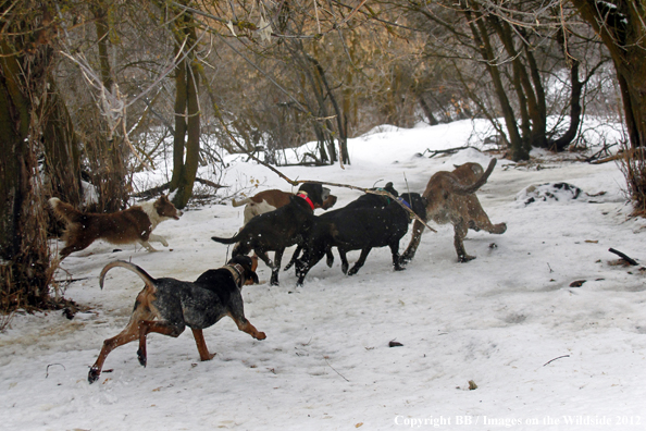 Hunting dogs chasing mountain lion. 