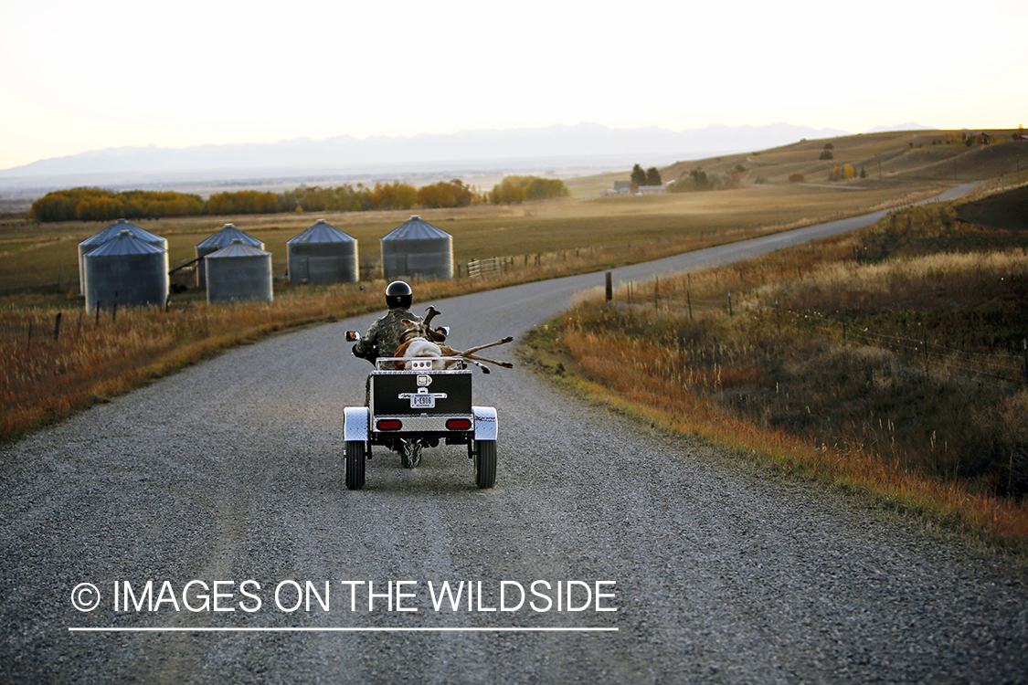 Pronghorn Antelope hunter packing out bagged antelope. 