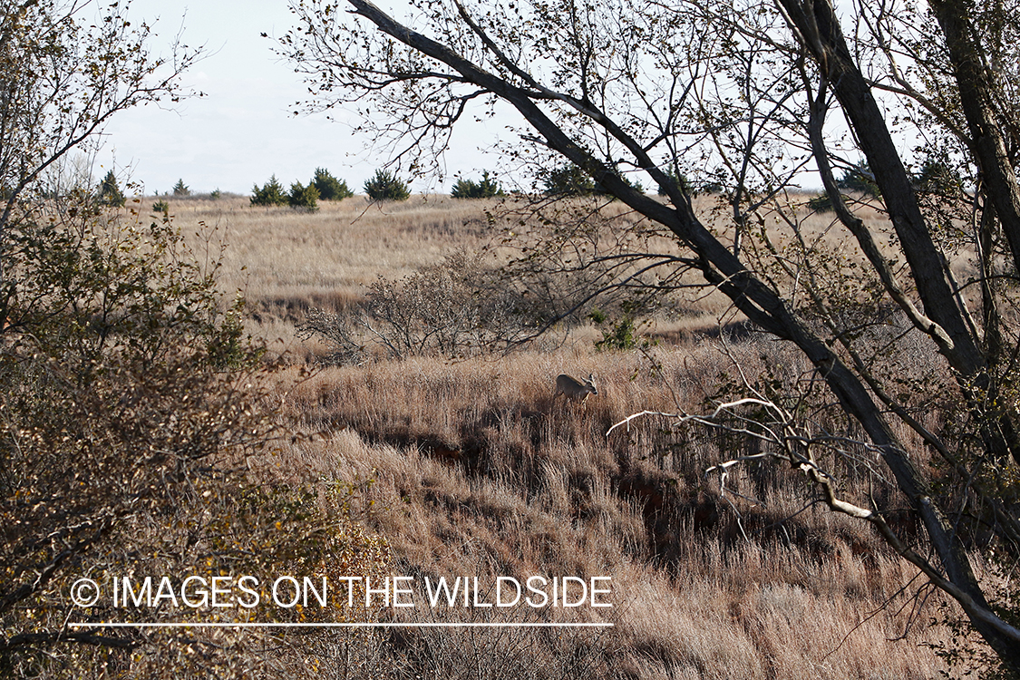 White-tailed doe in field.