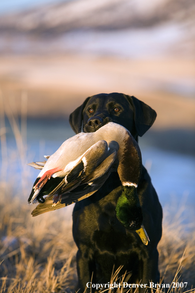 Black Labrador with retrieved Mallard