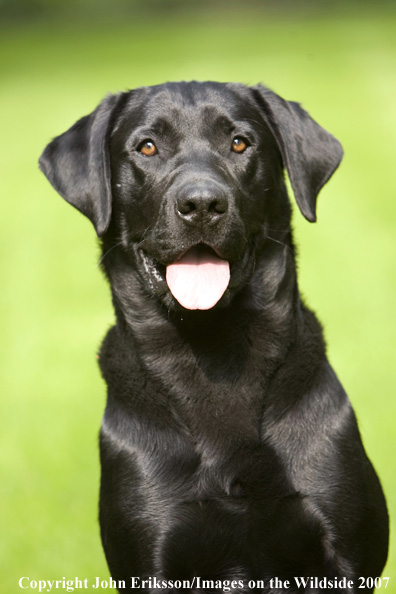 Black Labrador Retriever