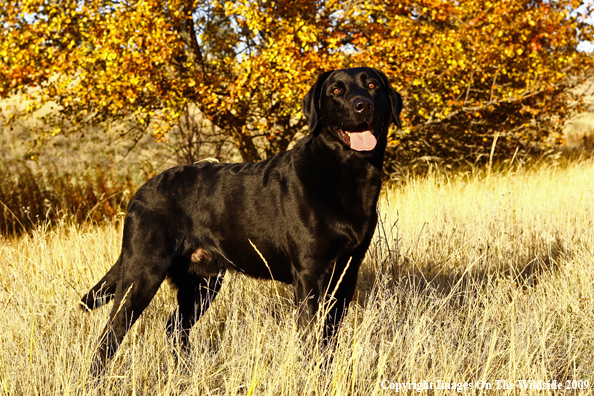 Black Labrador Retriever