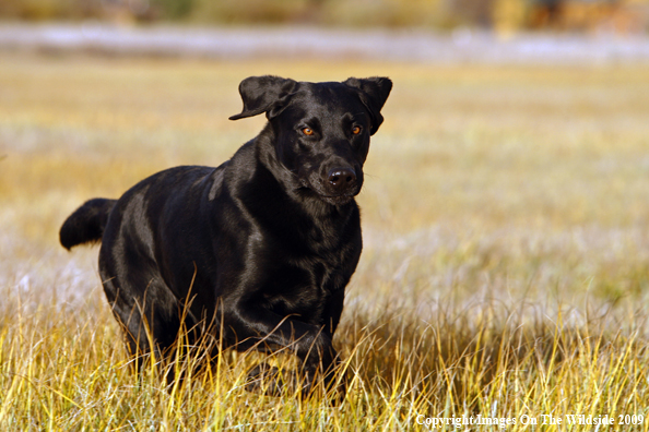 Black Labrador Retriever