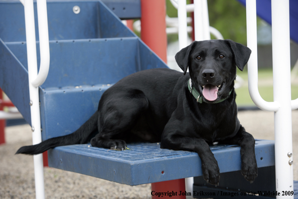 Black Labrador Retriever 