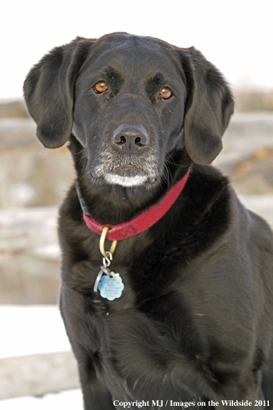 Black Labrador Retriever in winter. 