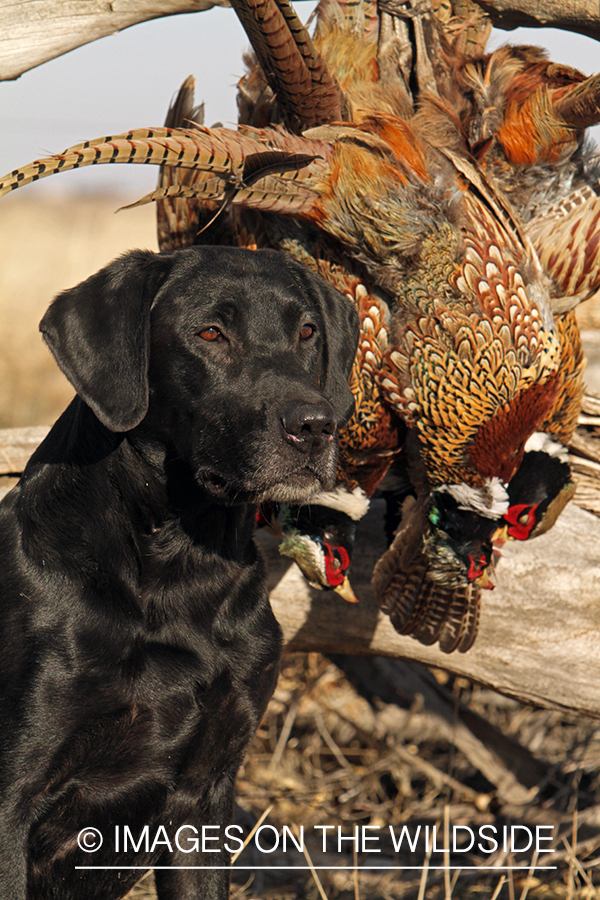 Black Labrador Retriever with downed pheasants.