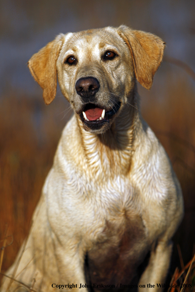 Yellow Labrador Retriever in field