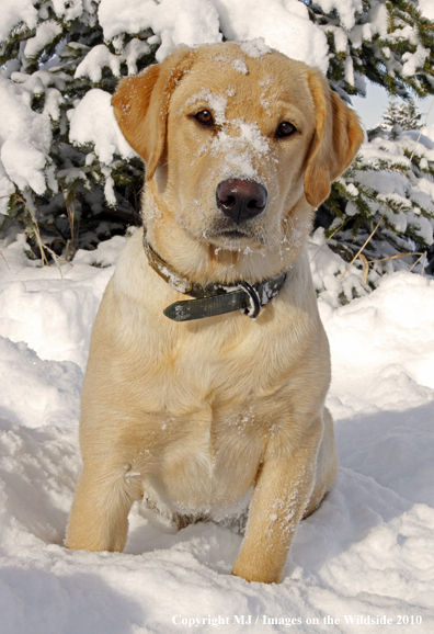 Yellow Labrador Retriever 