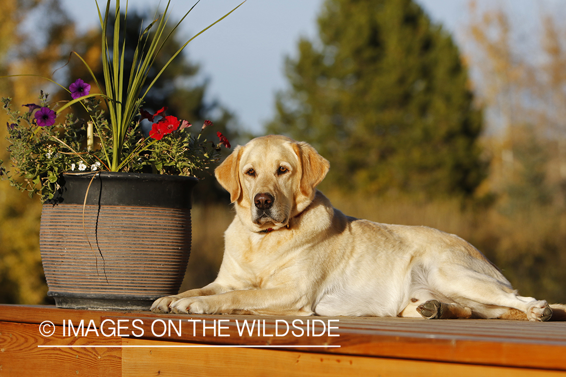 Yellow Labrador Retriever sitting on deck.