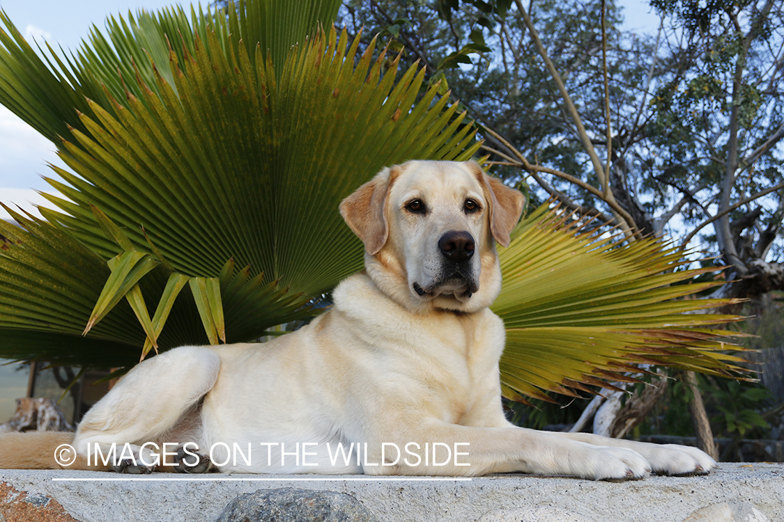 Yellow lab laying on cobblestones.