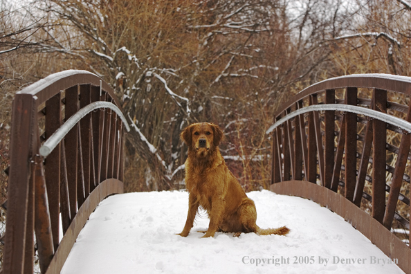 Golden Retriever on snow-covered bridge.