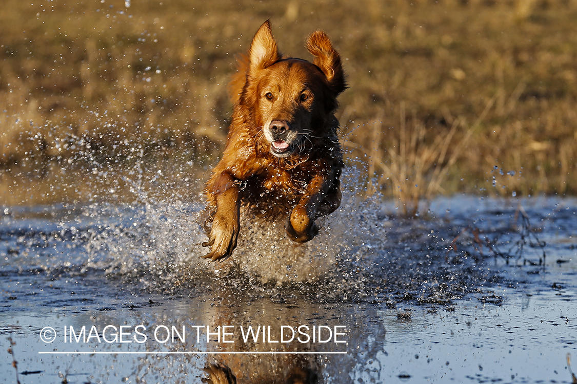 Golden Retriever leaping into water.