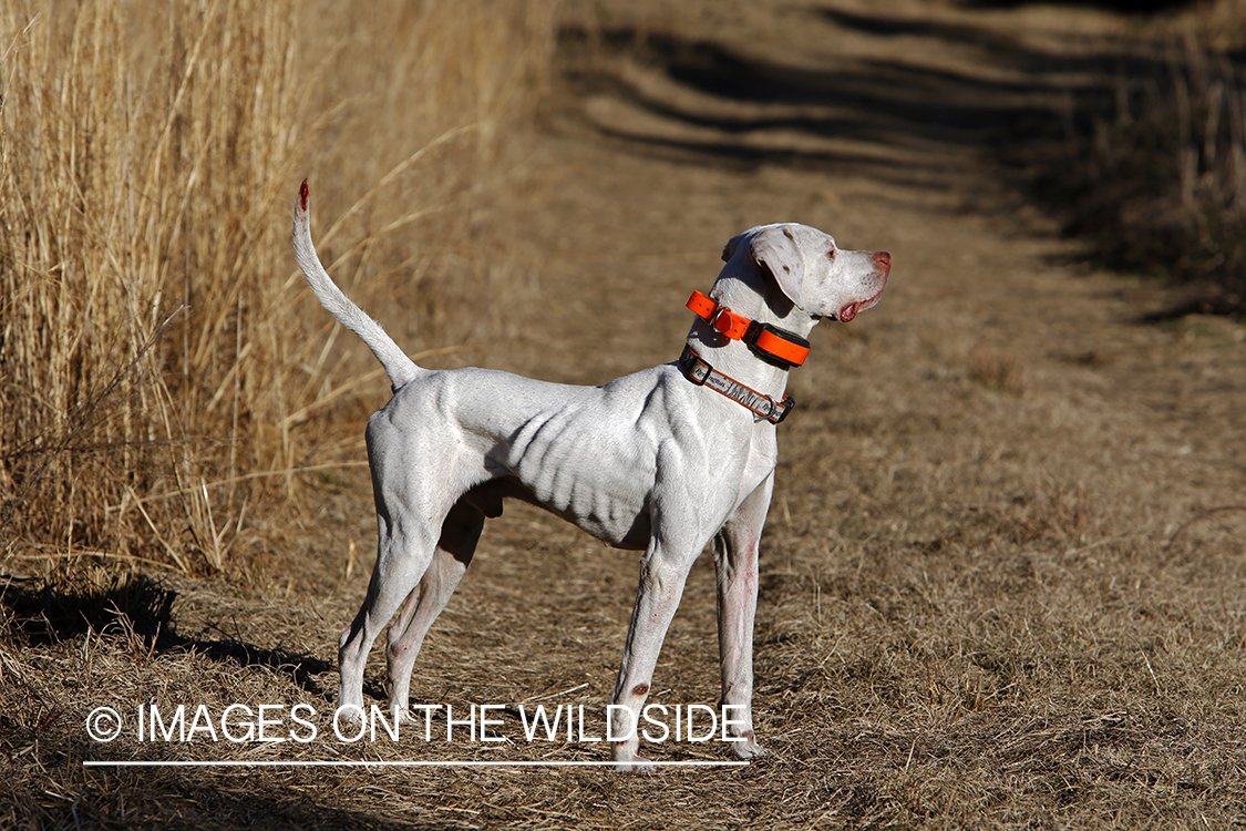 English pointer on bobwhite quail hunt.