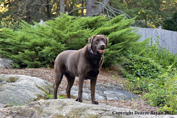 Chocolate Labrador Retriever