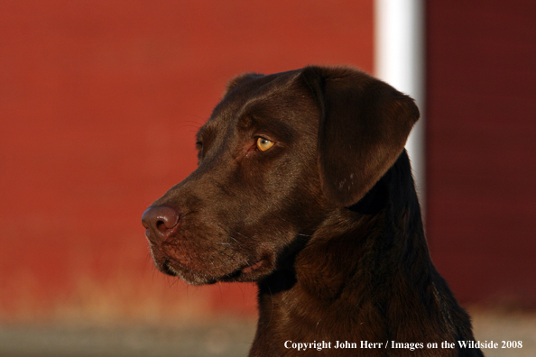 Chocolate Labrador Retriever