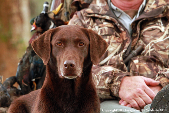 Chocolate Labrador Retriever in field