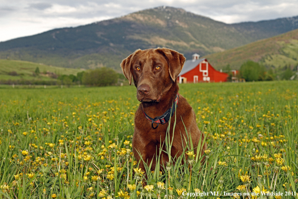 Chocolate Labrador Retriever.