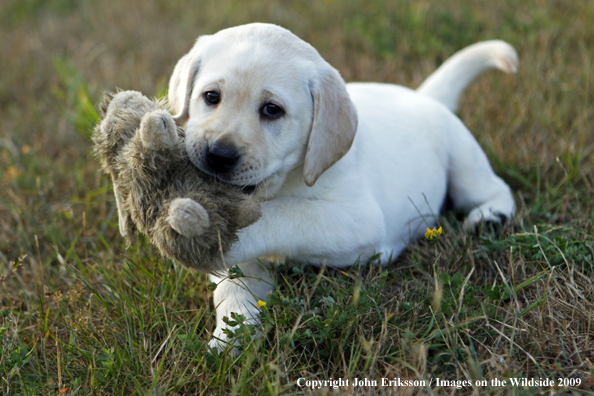 Yellow Labrador Retriever puppy in field