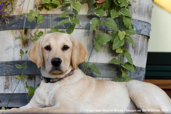 Yellow Labrador Retriever Puppy