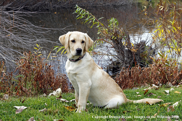 Yellow Labrador Retriever Puppy