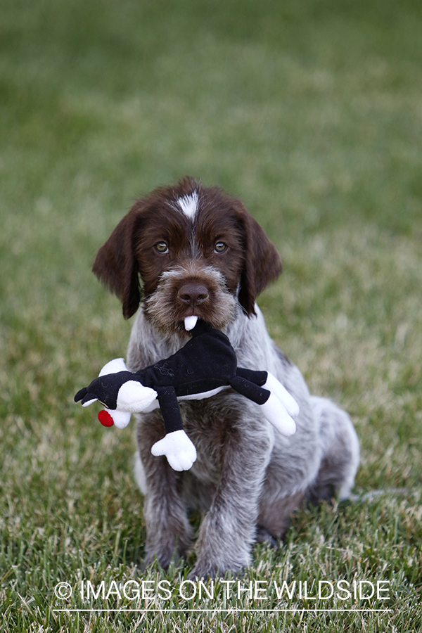 Wirehaired pointing griffon puppy with toy in grass. 