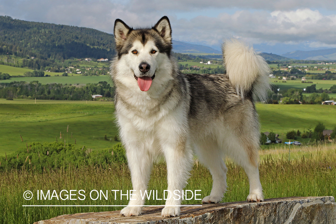 Alaskan Malamute on rock.