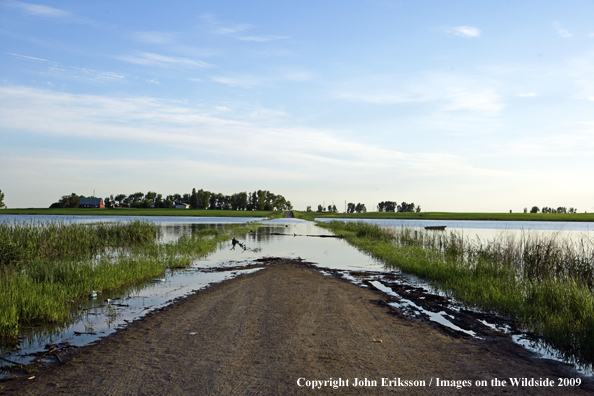 Flooding of road in Wetlands 