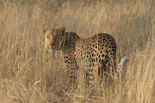 Leopard in habitat. Africa