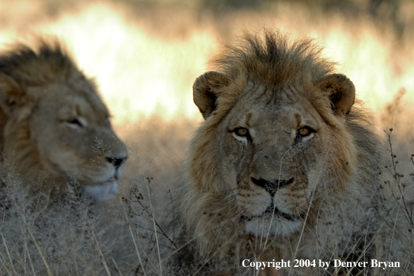 Male African lions in habitat. Africa