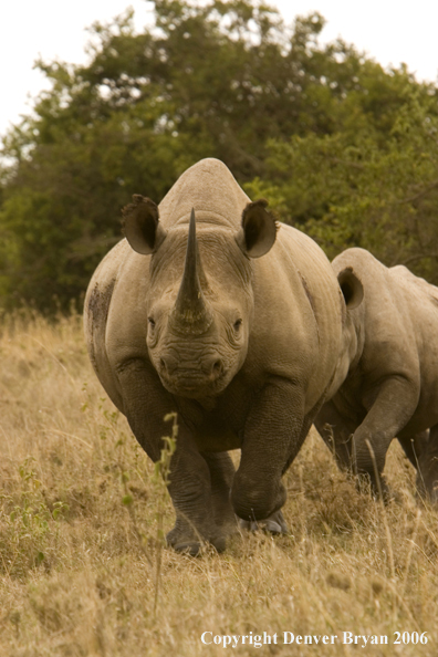 Black rhino in Africa.