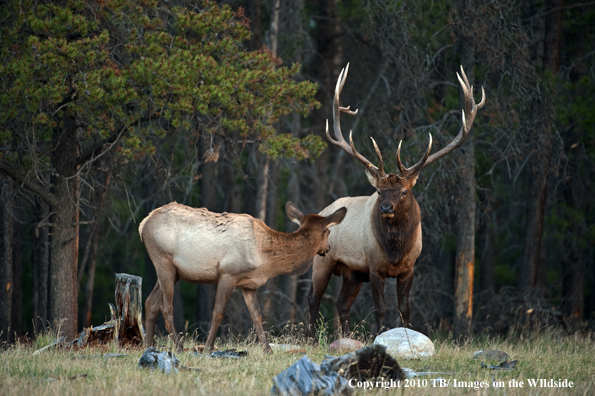 Rocky mountain elk in habitat.