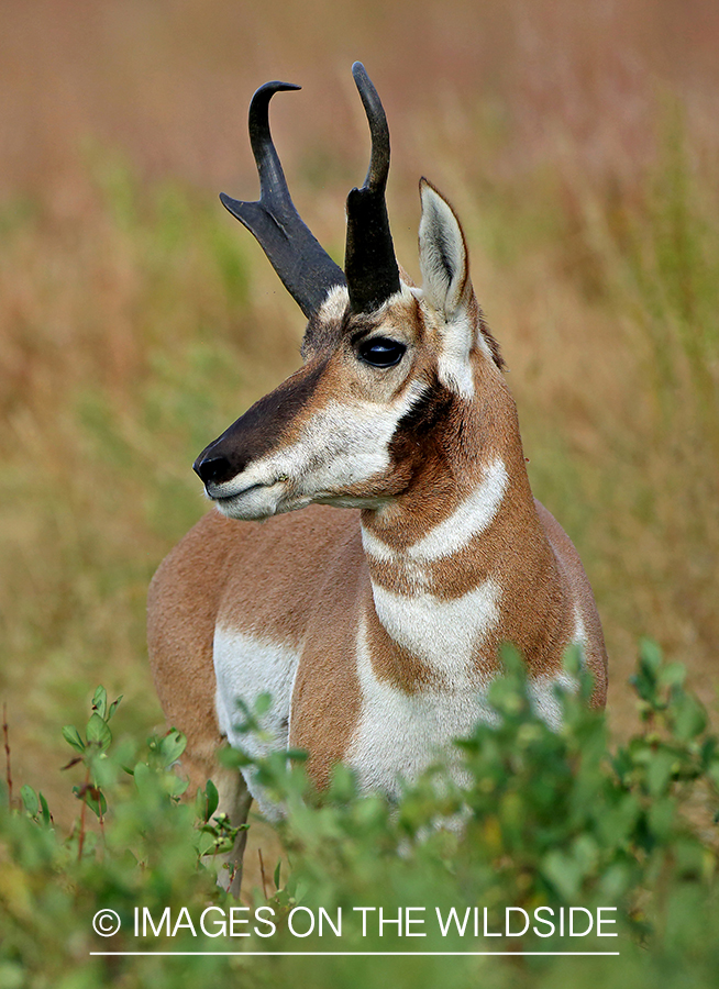 Pronghorn antelope in field.