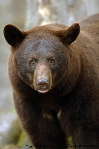 Black Bear in habitat