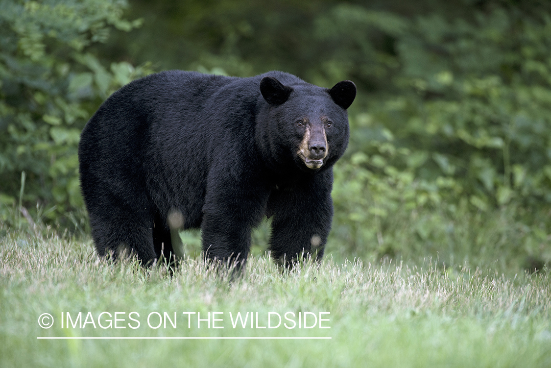 Black Bear in habitat.