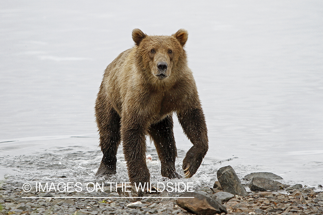 Brown Bear in alaskan habitat. 