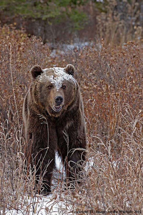 Grizzly Bear in habitat.