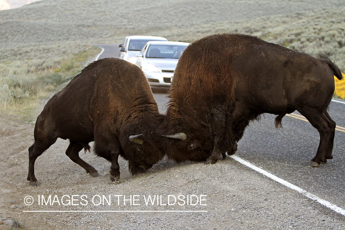 Bull Bison fighting on road during rut, in Yellowstone National Park. 