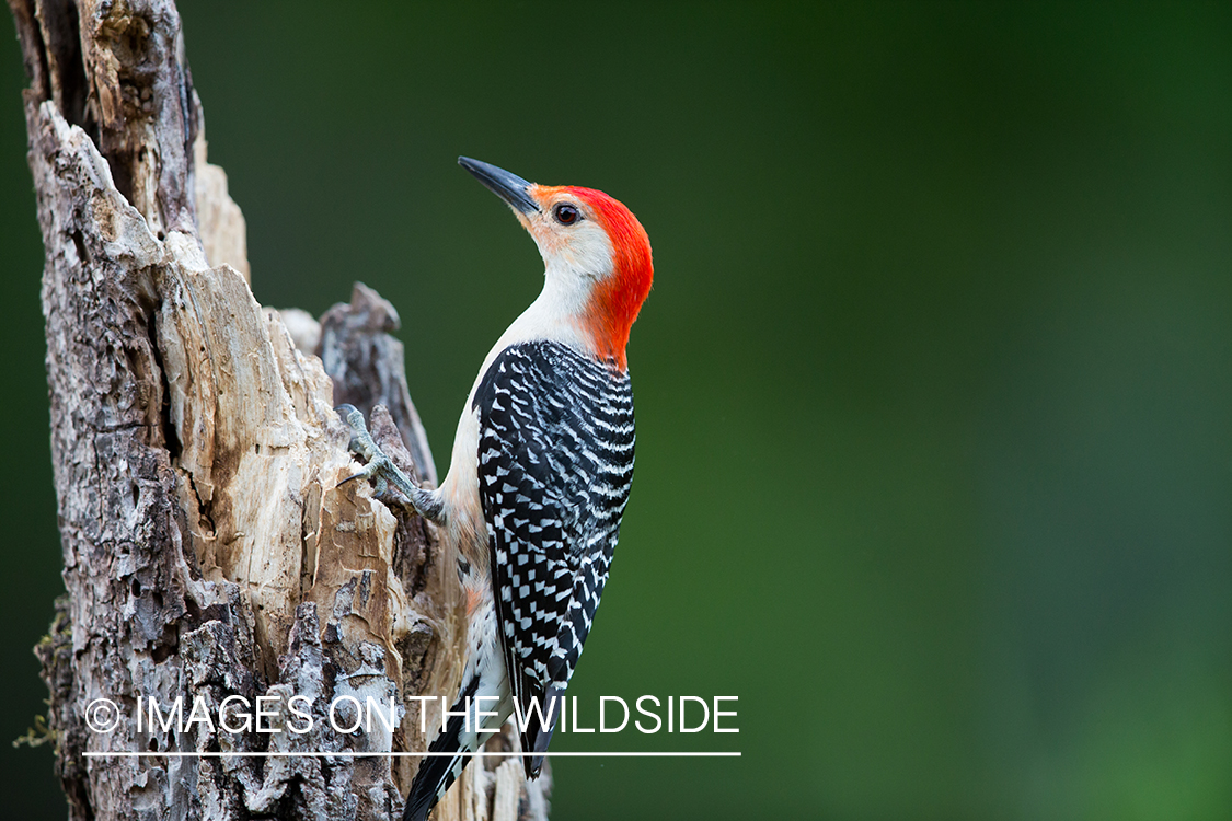 Red-bellied woodpecker in habitat. 