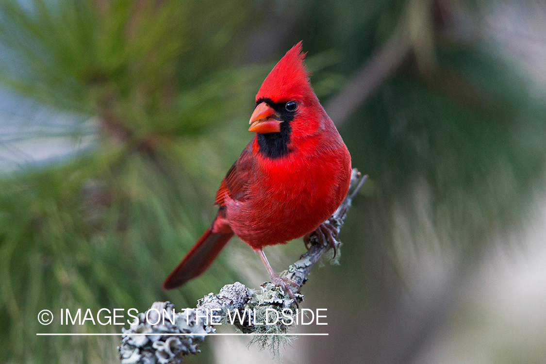 Northern Cardinal on branch.