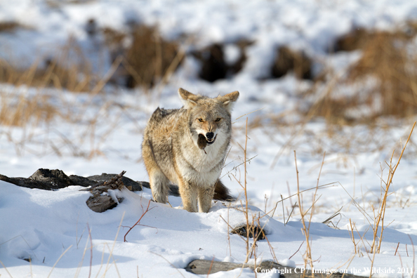 Coyote eating meadow vole. 